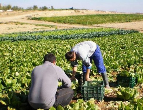AYUDAS 2023. ACONDICIONAMIENTO DE ALOJAMIENTOS PARA TRABAJADORES DEL SECTOR AGROPECUARIO.