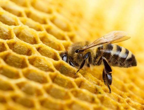 AYUDAS 2024. Subvenciones a la mejora de la producción y comercialización de los productos de la apicultura.